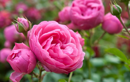 pink roses that are used to make rose water